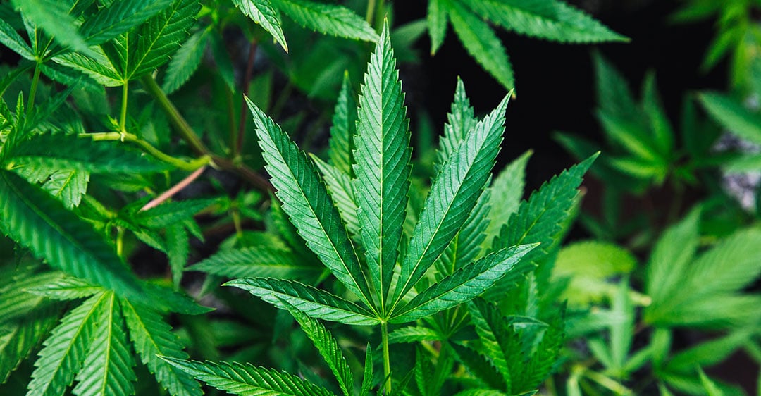 cannabis legal canada