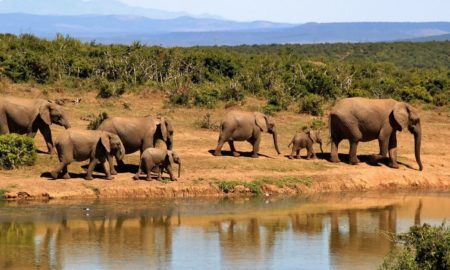 Elephants walking near watering hole in South Africa