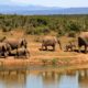 Elephants walking near watering hole in South Africa