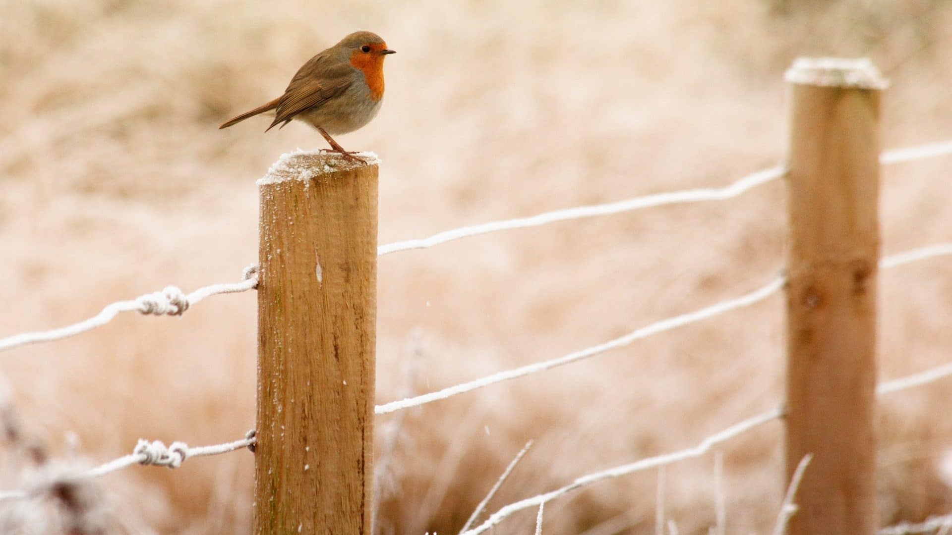 Robin on a fence in winter reading the loyalty newswire.