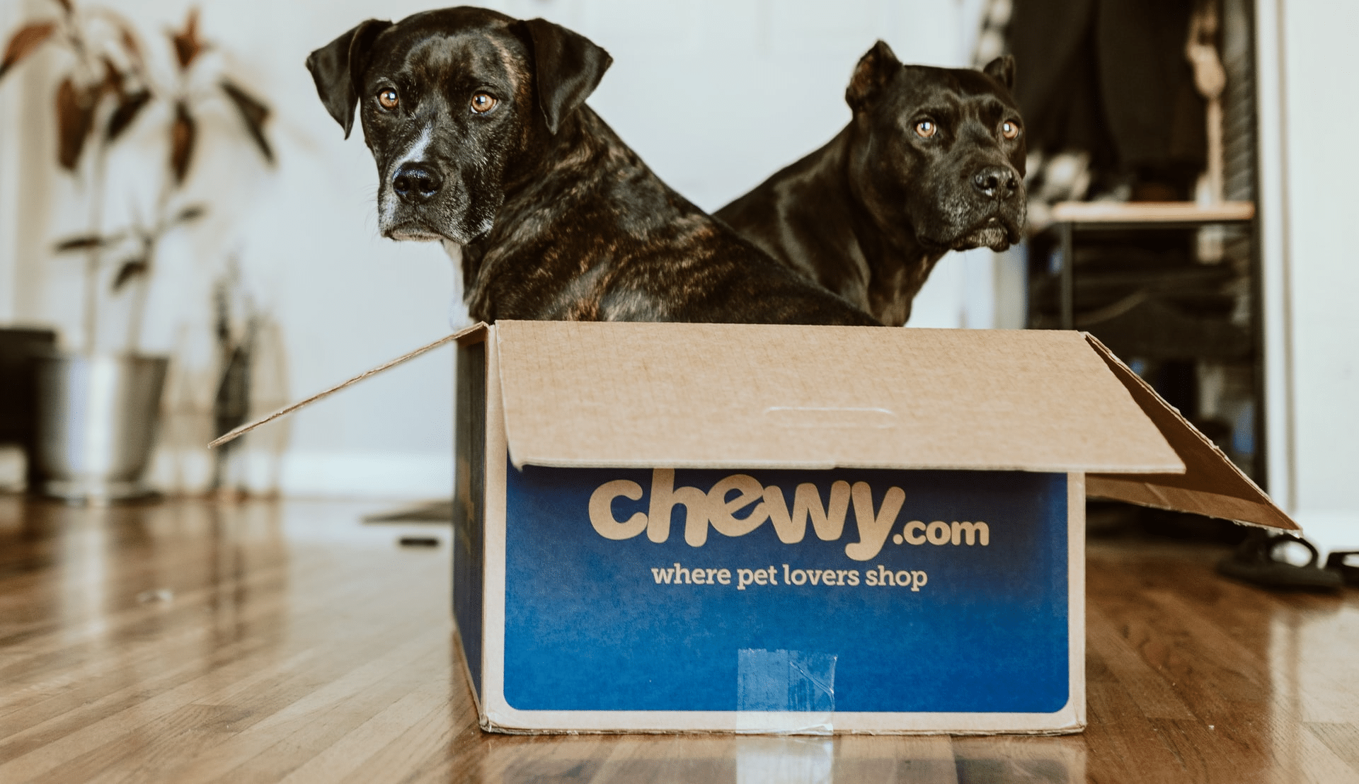 Chewy’s sales continue to grow largely due to their fantastic customer service