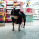 Pet Supplies Plus launches new customer loyalty program.
