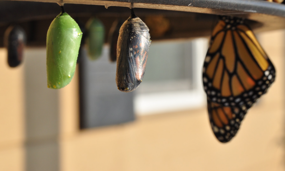 The evolution of loyalty and customer retention programs has been similar to the evolution of a butterfly.
