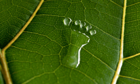 footprint made of droplets on leaf