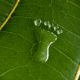 footprint made of droplets on leaf